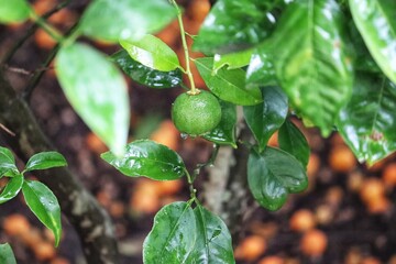 A small orange tree in the garden.