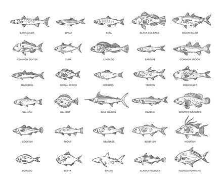 Saltwater fish set. Types marine and ocean fish