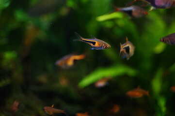 Glowlight Rasbora with Harlequin Rasbora