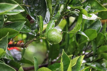 A small orange tree in the garden.