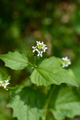 Garlic mustard
