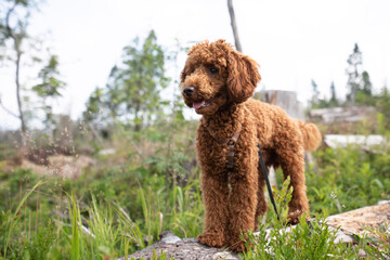 golden retriever dog