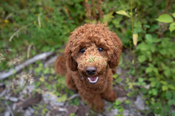brown poodle puppy
