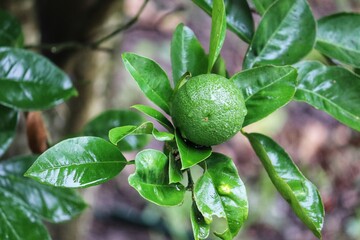 Fototapeta premium A small orange tree in the garden.