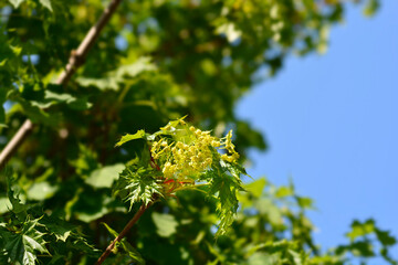 Norway maple