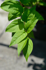 Korean abeleaf