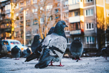 Fototapeta premium pigeons on the street