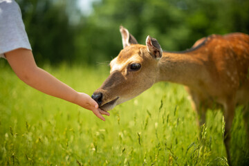 child feeding a deer