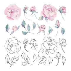 Watercolor and line peonies. Floral elements set. Botanical illustration of flowers and leaves. Objects isolated on white background. For wedding, invitation card, scrapbooking, wallpaper, postcard.