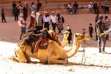 Camels its a popular transport in Jordan Petra for Bedouins and tourists 