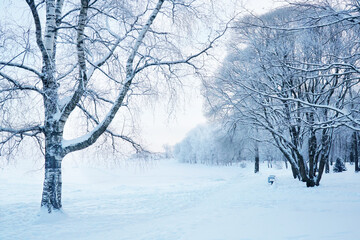 A park in the snow. Walk through the winter forest on the shore of the lake