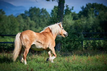 Beautiful old style haflinger mare at trot