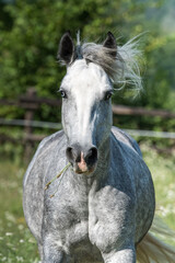 Obraz premium Portrait of Gypsy Cob at canter