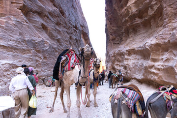 Camels its a popular transport in Jordan Petra for Bedouins and tourists 