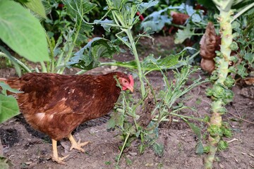 Domestic chickens laying eggs eat vegetable leaves in a agricultural field