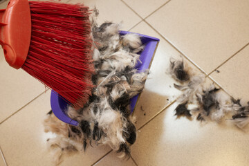 cleaning and sweeping the beauty salon for animals after grooming. trimmed hair wool after cutting.