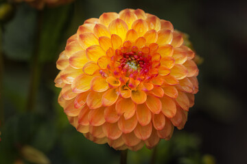 Bright orange dahlia flower on a natural background. Floriculture, landscape design.