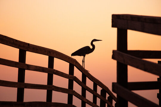 Great Blue Herron on the Pier