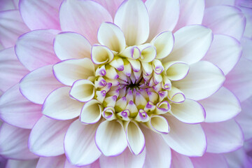 White-pink dahlia flower close-up. Floral pattern.