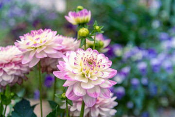 Obraz premium Delicate blooming white-pink dahlias on a natural background. Floriculture, landscape design.
