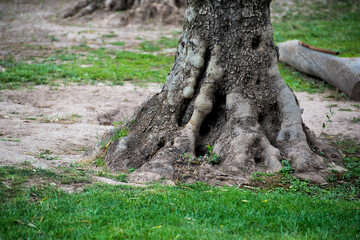 Fototapeta na wymiar base of an olive tree trunk on grassy ground