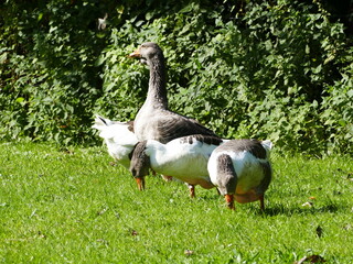 Several domestic geese in a meadow Mehrere Hausgänse auf einer Wiese
