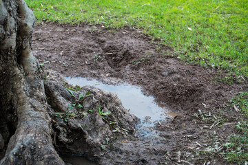 olive tree trunk base on soil with water and grass