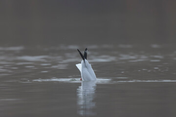 Laughing Gull Chroicocephalus ridibundus in acrobatic flight on a pond