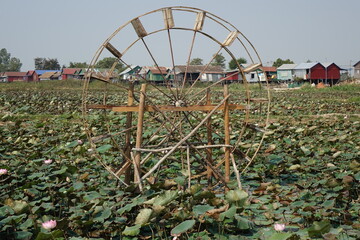 Lotus (lotos, nelumbo) farm with water wheel, Siem Reap, Cambodia