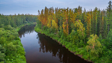 summer taiga landscape with a river