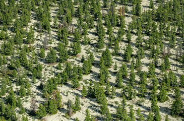 forest from a bird's eye view	