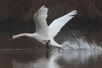 Mute Swanb Cygnus olor swimming on a pond