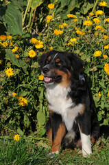 Mini Australian Shepherd