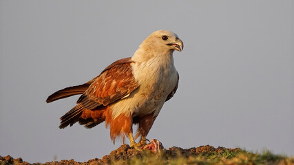 Brahminy Kite