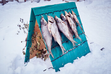 Drying of salted river fish on a wooden stand. Winter view.
