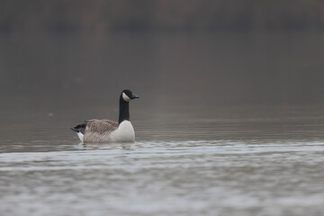 Canada goose swimming on a pond in the morning mist of a winter day