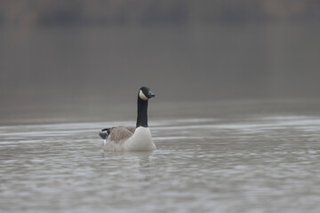 Canada goose swimming on a pond in the morning mist of a winter day