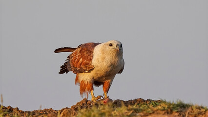 Brahminy Kite