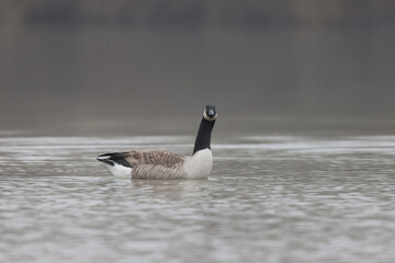 Canada goose swimming on a pond in the morning mist of a winter day