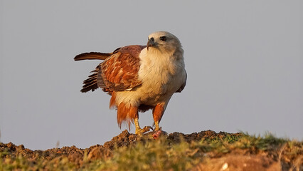 Brahminy Kite