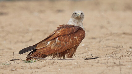 Brahminy Kite