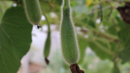 Bottle Gourd HD Image . This is a fresh vegetable which is very healthy. That can be eaten row or can be eaten by boiling. It is a product of green leafy vegetable