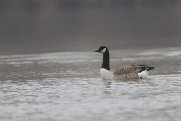 Canada goose swimming on a pond in the morning mist of a winter day