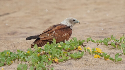 Brahminy Kite
