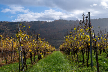 Naklejka premium A vineyard in the Mosel valley. Beautiful yellow vine leaves and green grass against a blue sky
