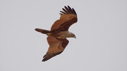 Brahminy Kite