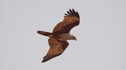 Brahminy Kite