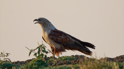 Brahminy Kite