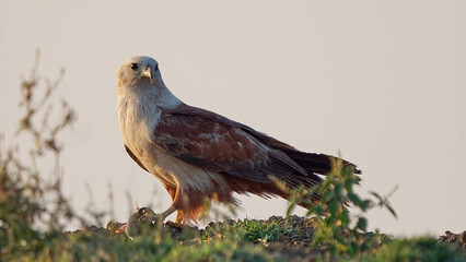 Brahminy Kite