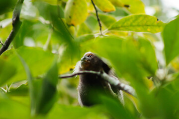 Star tamarin (mico-estrela, Callithrix penicillata)